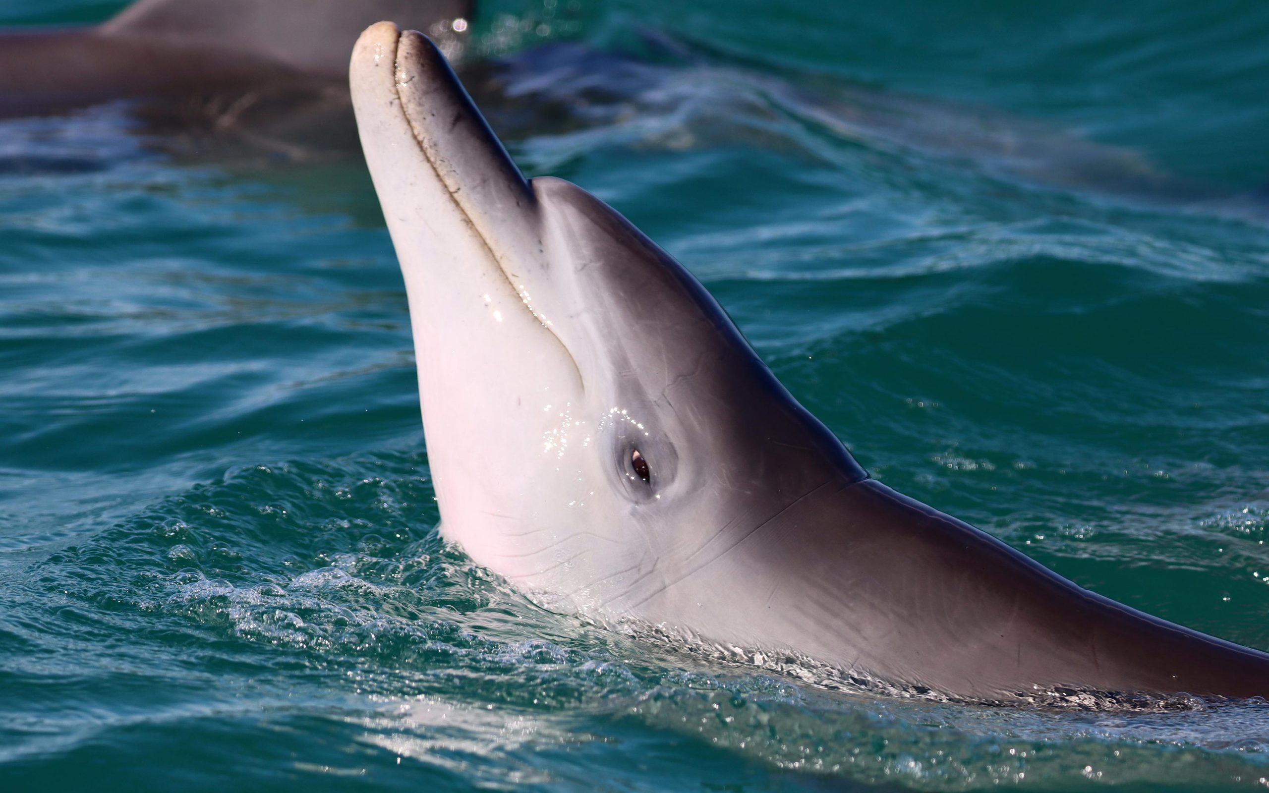 Splash Into Science: כיצד משחק דולפינים חוזה הצלחה עתידית
