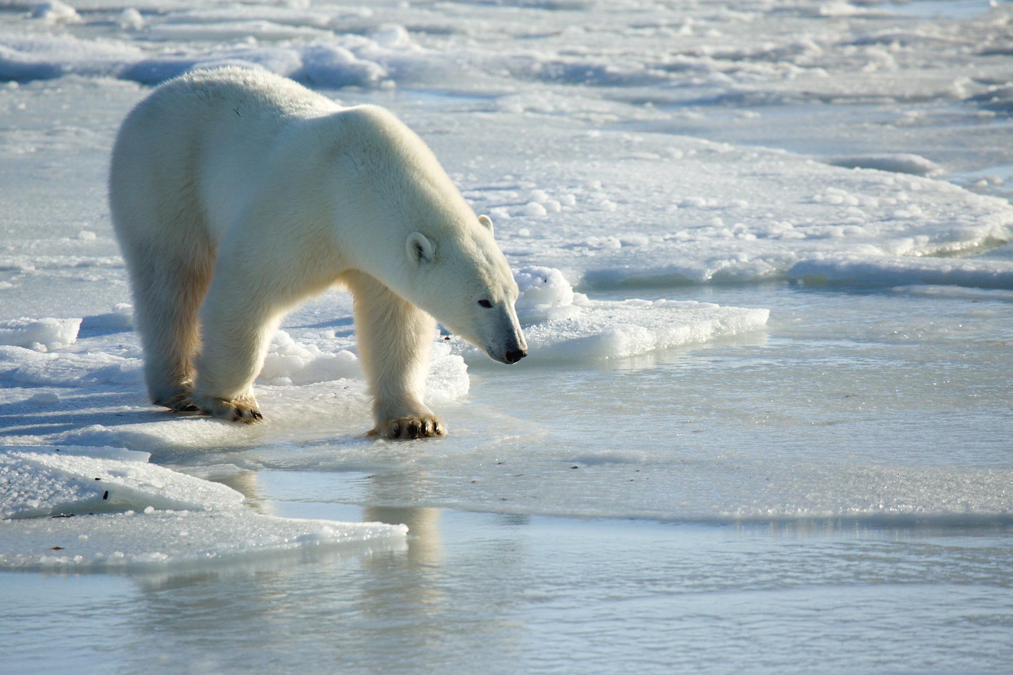 Polar Bear Melting Ice